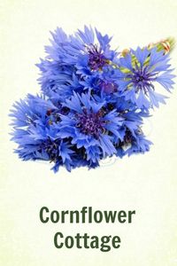 Cornflower