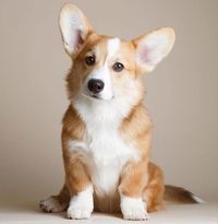 Dogs’ ears are great indicators for telling you what your dog is feeling.