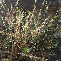 Buy winter honeysuckle Lonicera fragrantissima: Delivery by Waitrose Garden