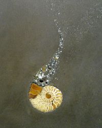 Ammonite---love this idea of sparkly magic coming from the fossil or perhaps from a shell