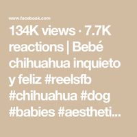 134K views · 7.7K reactions | Bebé chihuahua inquieto y feliz
 #reelsfb #chihuahua #dog #babies #aesthetic | Chihuahueñitos