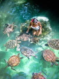 Swimming with turtles in Zanzibar 🇹🇿 #zanzibar #tanzania