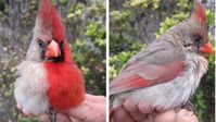 Cardinals are known for their bright red feathers – so you’ve probably never seen one that looks like this before.