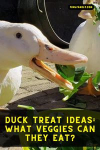 Discover a variety of delicious and healthy vegetables that your feathered friends will love. Learn what veggies are safe and nutritious for ducks to keep them happy and quacking! #ducktreats #happyducks