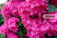 Azalea and Rhododendron