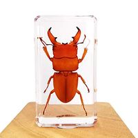 Acever Insect Specimen Resin Paperweight Biology Anatomy Education Teaching Tool Educational Toy (Dorcus Titanus Platymelus (Red))