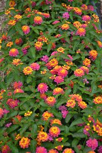 Click to view a full-size photo of Lucky Sunrise Rose Lantana (Lantana camara 'Lucky Sunrise Rose') at Westwood Gardens