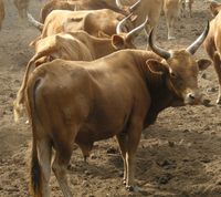 n'dama cattle, about n'dama cattle, n'dama cattle breed, n'dama cattle breed info, n'dama cattle breed facts, n'dama cattle behavior, n'dama cattle care, caring n'dama cattle, n'dama cattle color, n'dama cattle characteristics, n'dama cattle facts, n'dama cattle for milk, n'dama cattle for meat, n'dama cattle history, n'dama cattle info, n'dama cattle images, n'dama cattle milk, n'dama cattle meat, n'dama cattle origin, n'dama cattle pictures, n'dama cattle photos, n'dama cattle rarity, ...