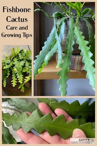 How to grow and care for a fishbone cactus plant