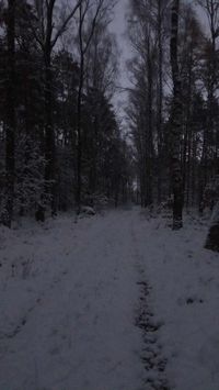 #winter #forest #winterforest #aesthetic #dark #darkaesthetics #darkforest