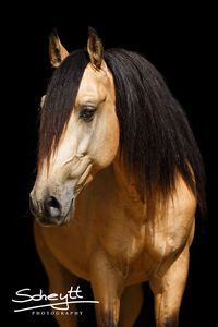 Lusitano Stallion. Beautiful buckskin!