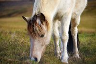 Icelandic Horses are an amazing breed from Iceland. #IcelandicHorse #BeautifulHorses #Equine