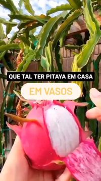 OLHA SÓ ESSA DICA A fruta exótica FRUTA DRAGÃO  .....  Originária da América Latina, mais precisamente de vegetação tropical, a pitaya, conhecida também como fruta-do-dragão, não é muito popular no Brasil. Apesar disso, ela é rica em vitaminas, minerais e, especialmente, em fibras.  .....  Apesar do seu aspecto exótico, sua polpa é ótima para ser consumida fresca ou em doces, sucos ou, até mesmo, em saladas. Os tipos mais cultivados no Brasil são as pitayas vermelha, amarela e branca. São ótimas escolhas para plantio, caso tenham sua manutenção adequada.  .....  Essa é uma excelente escolha para quem mora em apartamentos ou em casas que não possuem quintal. Mas você precisará de vasos grandes. Já para deixar o vaso com a pitaya, opte por um local que tenha boa ventilação.  .....  BÔNUS—