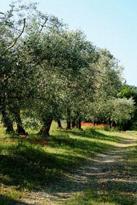 Provance olive grove | by Mudcat2010