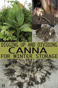 In the Midwest we find ourselves digging up canna bulbs to store for winter. If we chose not to; we will lose our plant and have to purchase new bulbs the following spring. Some gardeners prefer to purchase yearly. Others, including myself, will lift our bulbs and reuse them.