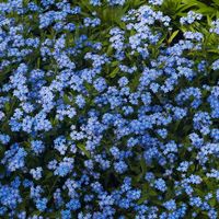 Forget Me Not Seeds - Myosotis sylvatica | American Meadows