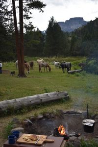 A horseback pack trip to our wall-tent camp in the Wyoming wilderness is the perfect getaway!   #elkforkoutfitters #packtrip #wyomingvacation #wyomingoutfitters #outfitterswyoming #socialdistancingideas #socialdistancingvacations #westernvacation #horsebackvacation #offgridvacation #artistsretreat #horsebackcamping #camping