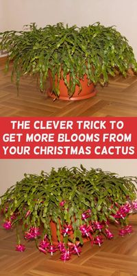 Transform your home into a festive oasis with the vibrant blooms of a Christmas cactus. Learn how to identify this holiday favorite and master the art of nurturing it to ensure it thrives year after year. From watering techniques to ideal lighting conditions, these tips will help you keep your Christmas cactus healthy and blooming beautifully throughout the season. Embrace the joy of caring for this stunning plant and let it become a cherished part of your holiday traditions.