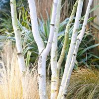 west himalayan birch multi-stem - Crocus