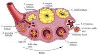 BIOG 1445 | Cornell Introduction to Comparative Physiology