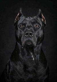 Handsome black cane corso dog. | Cane corso dog, Bully breeds dogs, King corso dog