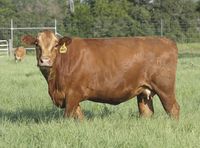 HeartBrand Beef is forging a consumer-driven path with the Akaushi breed of cattle.