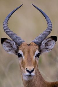 Male Impala | Flickr - Photo Sharing!