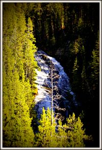 Gibbon Falls Yellowstone National Park