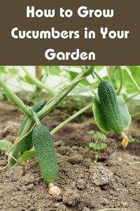 Want to grow cucumbers in your garden? Look no further than this easy-to-follow guide. Learn the best planting techniques, watering tips, and more.