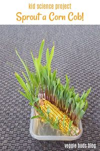 This sprouting activity is super fun because it is quick and the corn sprouts grow very tall, both of which will keep the attention of your kids! This is a great activity to do in the fall when dried decorative corn can be found in many stores.