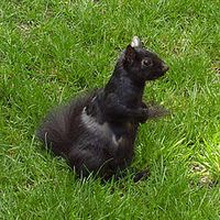 Melanism | encyclopedia article by TheFreeDictionary