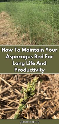 Keep your asparagus bed thriving with these maintenance tips for long life and high productivity. Learn how to care for your plants properly!