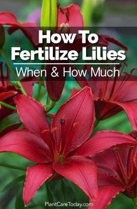 When to fertilize lilies? How much lily fertilizer to use? Ratios, Organic, Asiatic, Oriental, Easter! We share ideas and answers - [LEARN MORE]