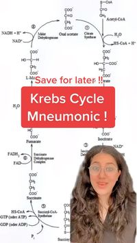  

Here’s how to remember the different parts of the Krebs/TCA/Citric Acid Cycle 📚 Just remember that citrate is Krebs starting substrate for making oxaloacetate ❤️ #theorganizedmedic #learnontiktok #biochem #howtostudyinnursingschool #krebscycle #tcacycle #medstudentadvice

