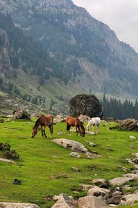 Pahalgam the Valley of Shepherds a beautiful hill resort in Kashmir, India set in a pristine village, the scenic drives through green meadows, the place with breathtaking views 🤩🥰