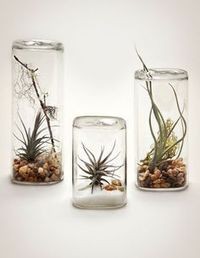 3-airplants-como-usar