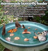 101 Gardening: Homemade butterfly feeder