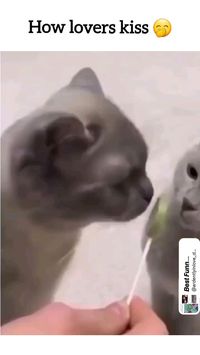 cats, cat videos, feline friends, cat behavior, animal interactions, kissing cats, cute cats, funny cats, pet videos, cats being affectionate, animal lovers, pet care, cat lovers, animal videos, kitten videos, pet friendship, animal companionship, viral cat videos, pet antics, cat communication