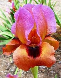 World of Irises: Arilbred Irises: A Touch of the Exotic  refiners fire - mc grath 07