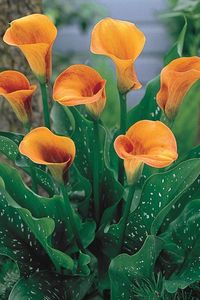 This calla will add glamour to your borders and garden! Its upright flower form is enhanced by a bold orange hue, making Beatrix a showstopper for sure! Calla Lily // Border Flowers #callalily #borderflowers #summerbulbs