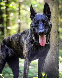 Dutch shepherd dog