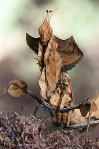 Idolomantis diabolica | Photo.net