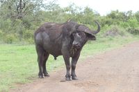 Cape buffalo.