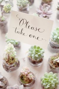 Delicate little succulents as wedding favors. Love! Photography by simplybloomphotography.com