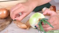 How to Plant Sprouted Onions: 14 Steps (with Pictures) - wikiHow