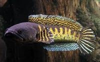 Peixes Golden Cobra Snakehead - Google Search