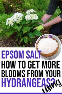 How to use Epsom salt for hydrangeas? Epsom salt is good for hydrangeas as it can help promote better flower production. #epsomsalt #hydrangea #flowering #fertilizing