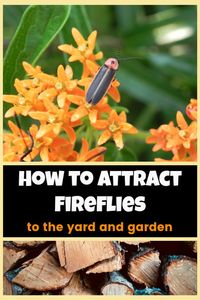 Follow this guide to attract more fireflies to your yard and garden. Don't miss these tips on how to create a lightning bug habitat. #gardeningchannel #gardening #flowergardening #attractfireflies #fireflyhabitat