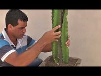 MUDAS DE PITAYA EM VASO COMO PLANTAR,PASSO A PASSO - YouTube