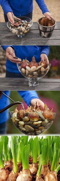 For this project you'll simply plop a few bulbs into a container and add water. Let your kids help choose the perfect colors and decorate the pot to give as a holiday gift to a favorite teacher. They'll love watching the sprouts emerge. You will need : bulbs (used here: amaryllis, Paperwhite, pre-chilled daffodils) containers,…